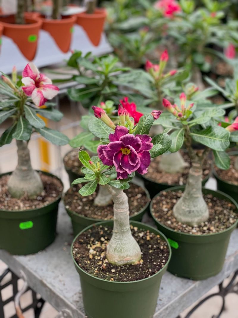 Petite Desert Rose
