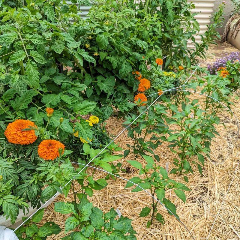 Stem Rot Development