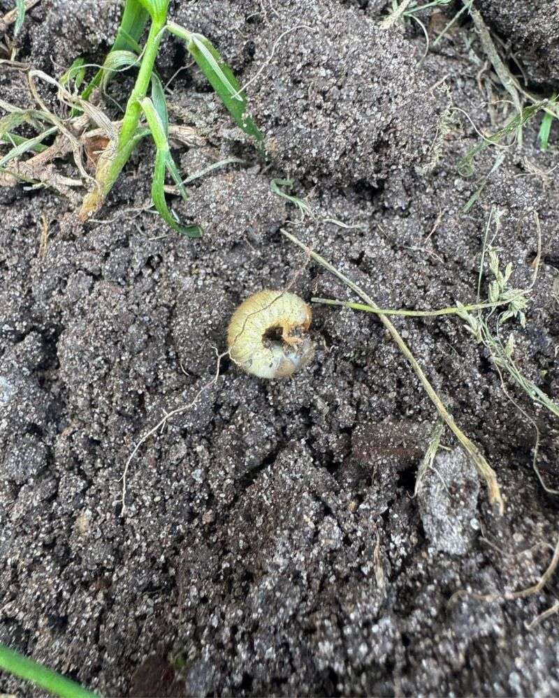Grub Infestation