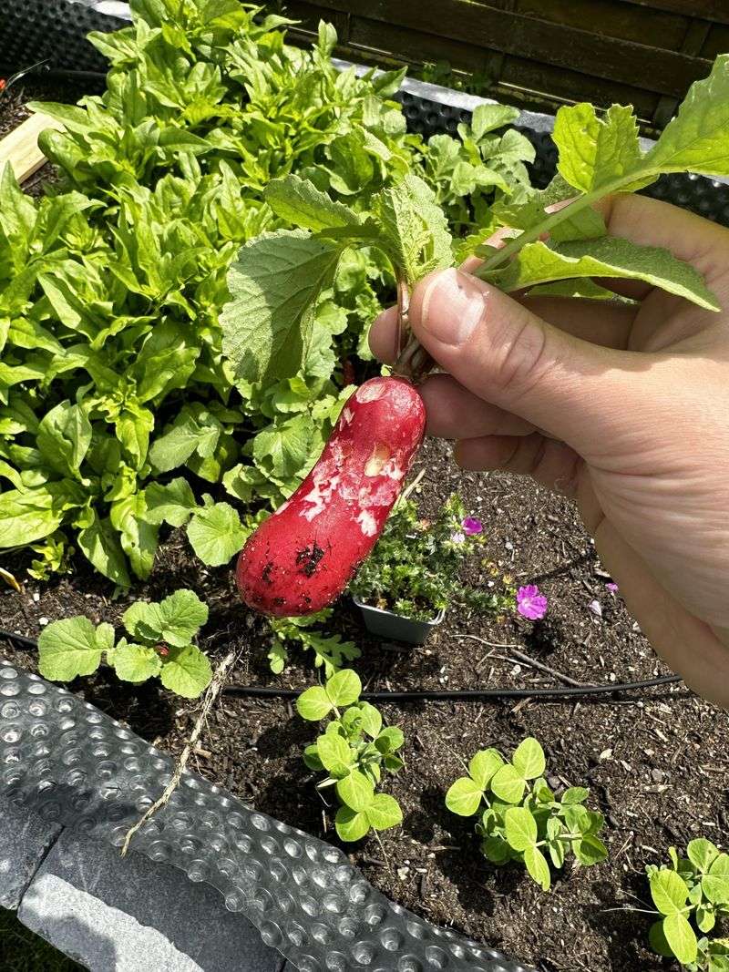 Address Common Growing Problems