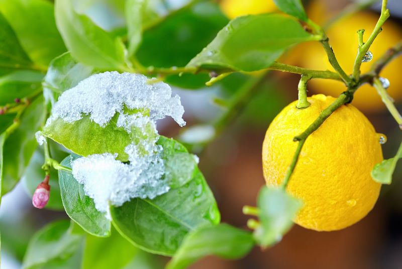 Winter Protection Planning