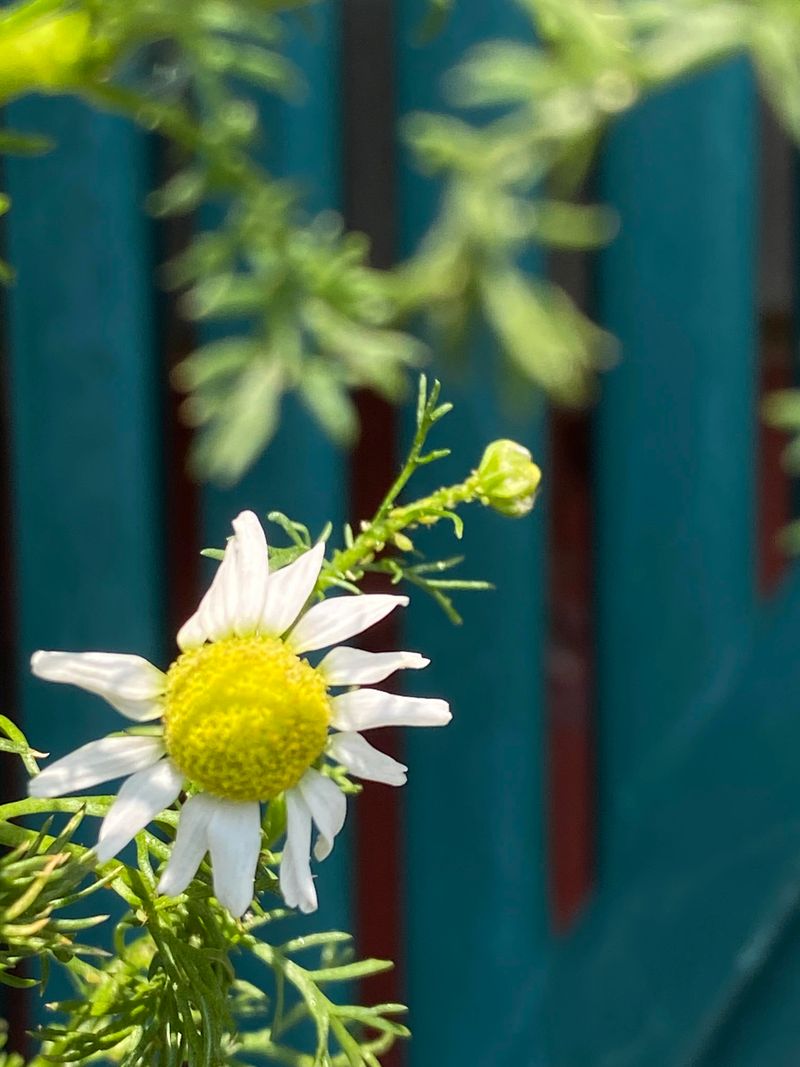 Dealing With Common Pests Organically