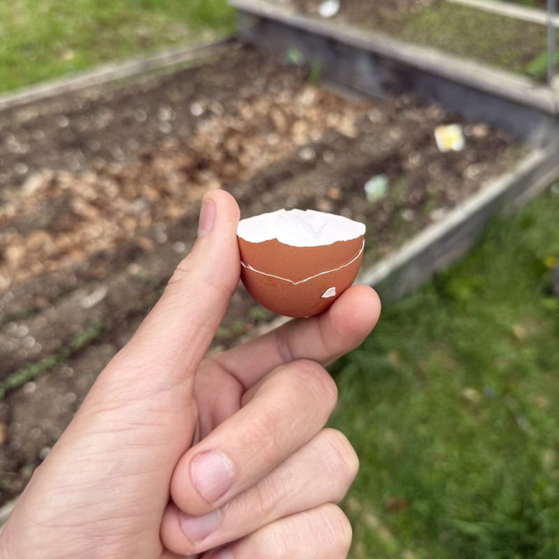 Eggshells Crush Garden Problems