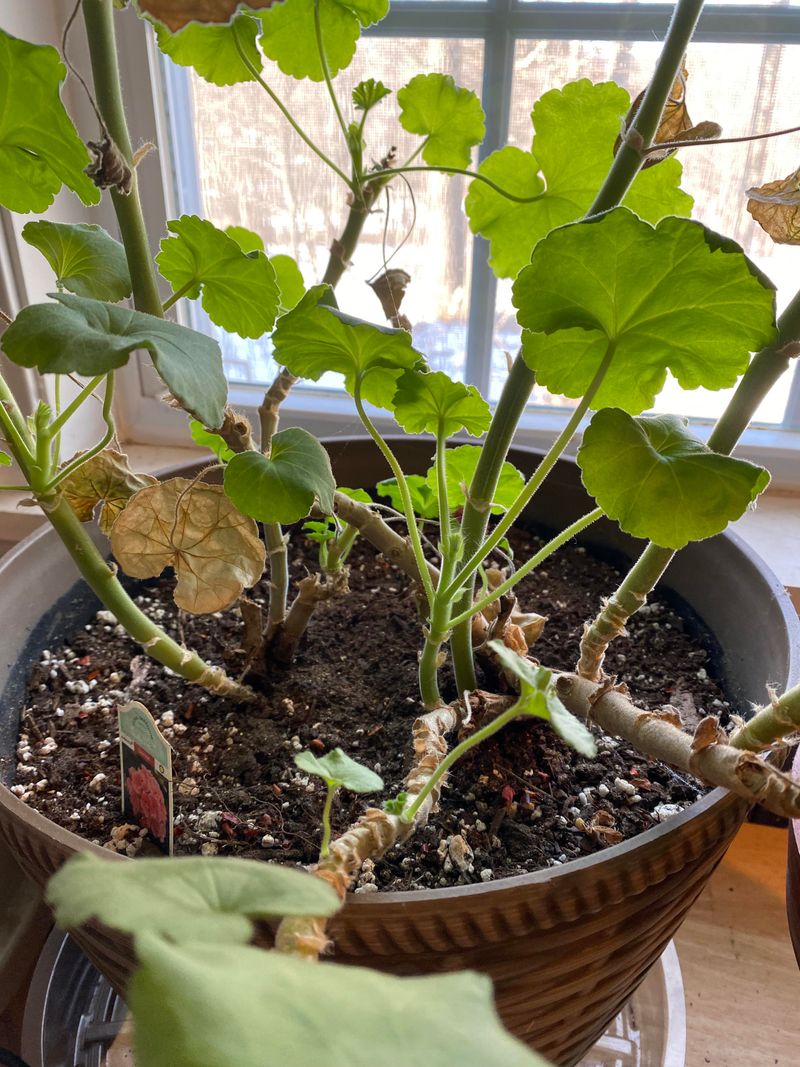 Pruning For Prolonged Blooms