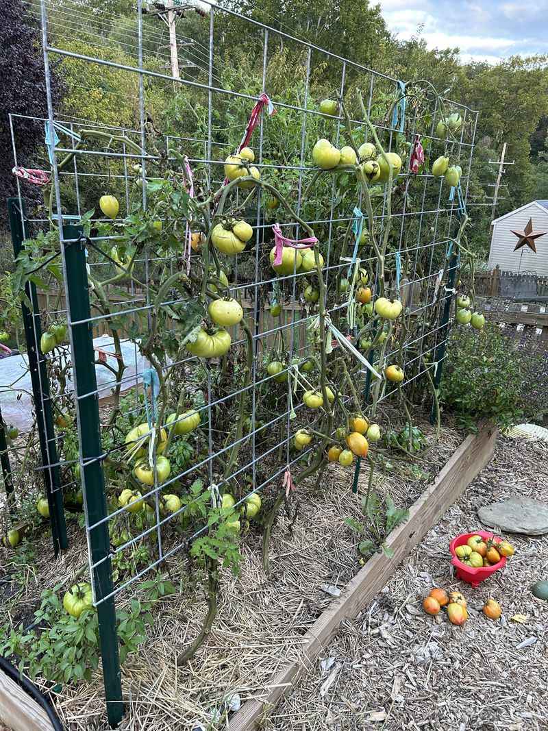Trench Planting Method