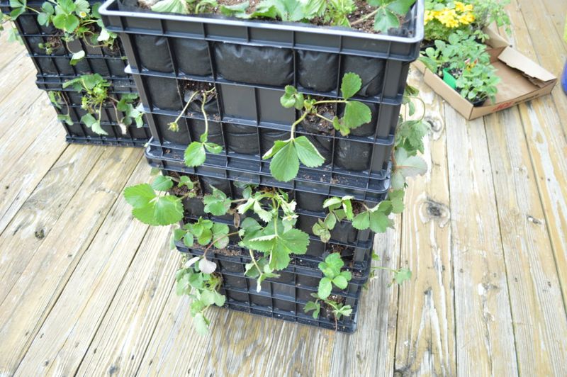 Vertical Strawberry Tower