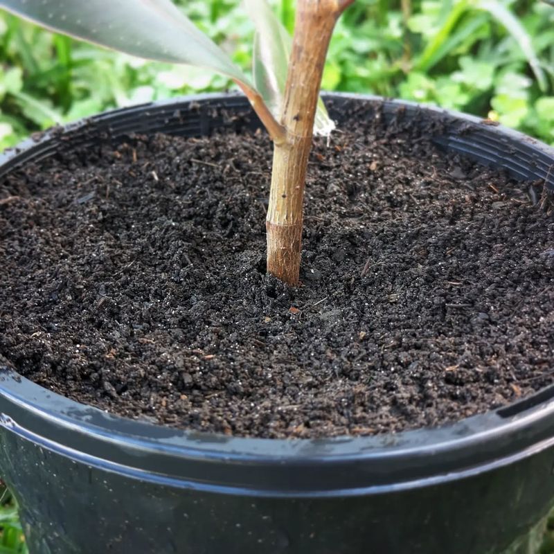 Worm Castings: Nature's Perfect Plant Food