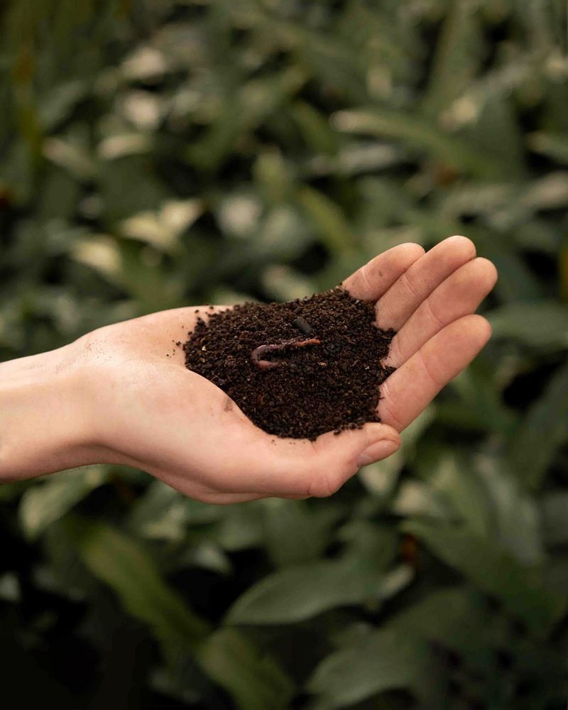 Worm Castings: Nature's Plant Superfood