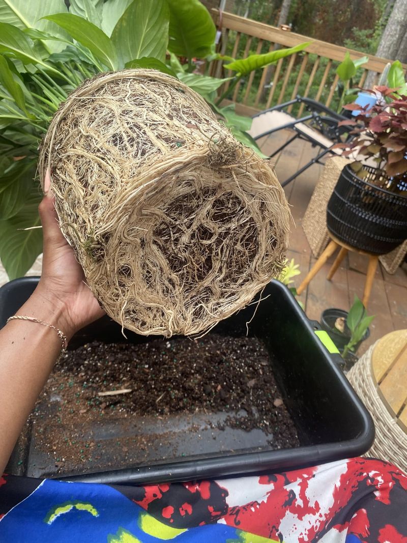 Natural Hot Tub For Stressed Plants