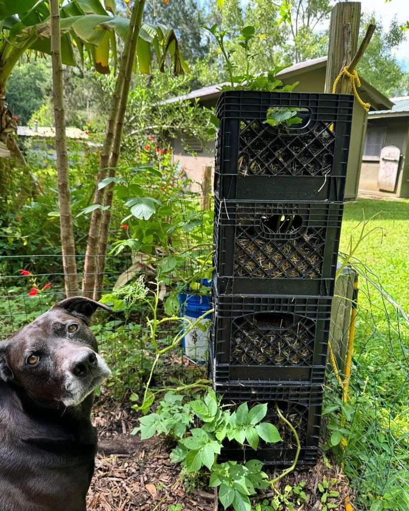 Milk Crate Compost System