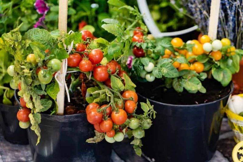 Crop Rotation Planning