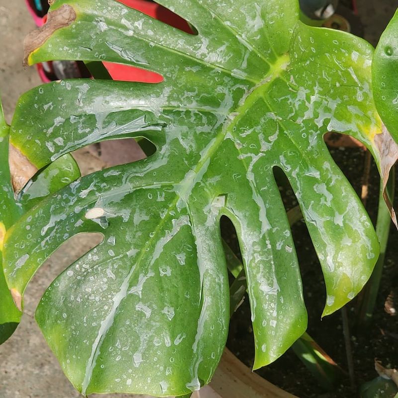Overhead Watering Mistakes