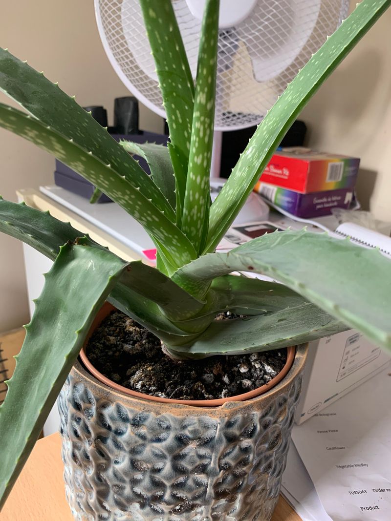 Leaf Folding
