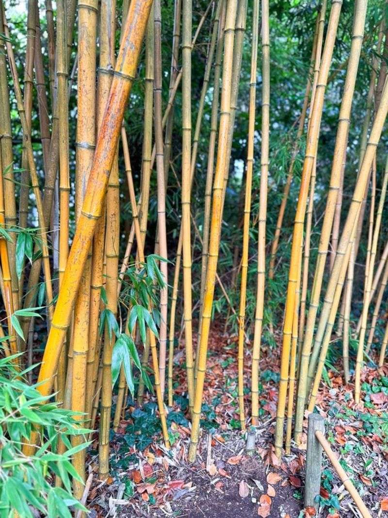 Invasive Bamboo Screens