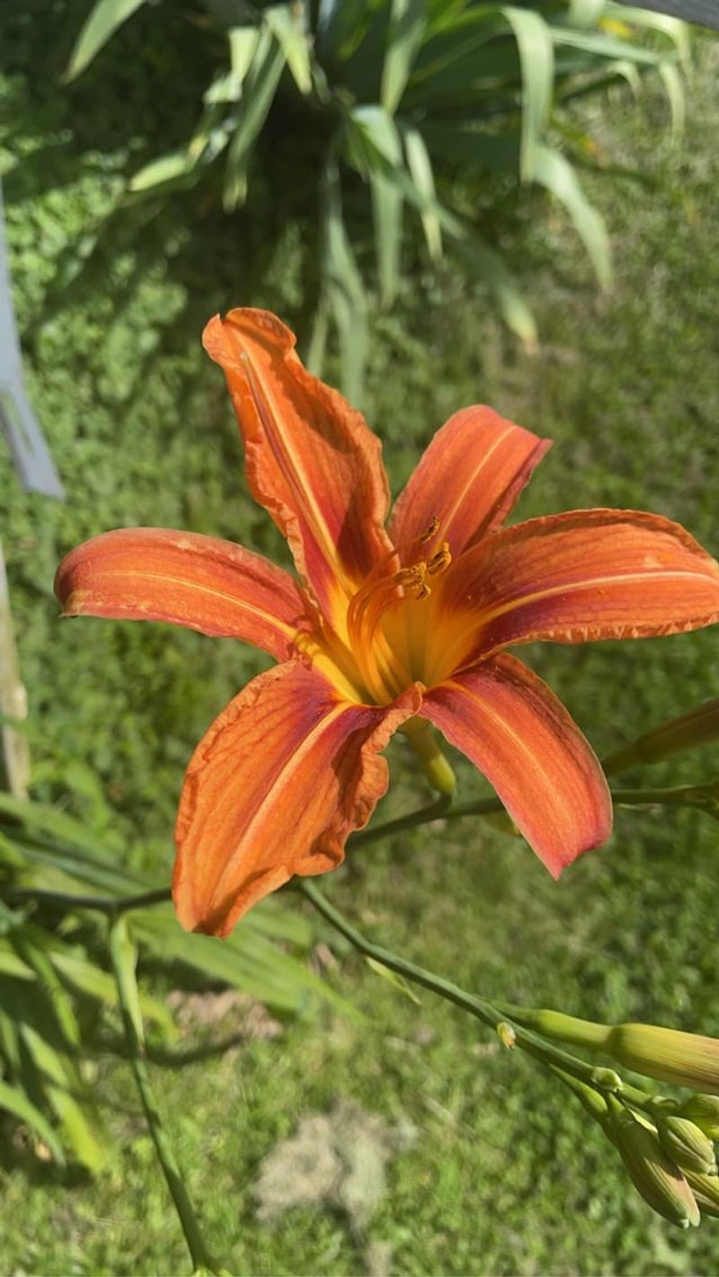 Daylily