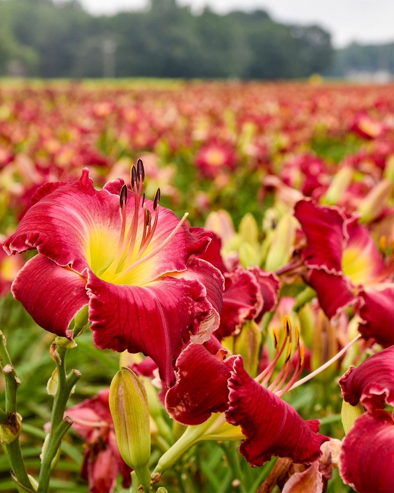 Daylily