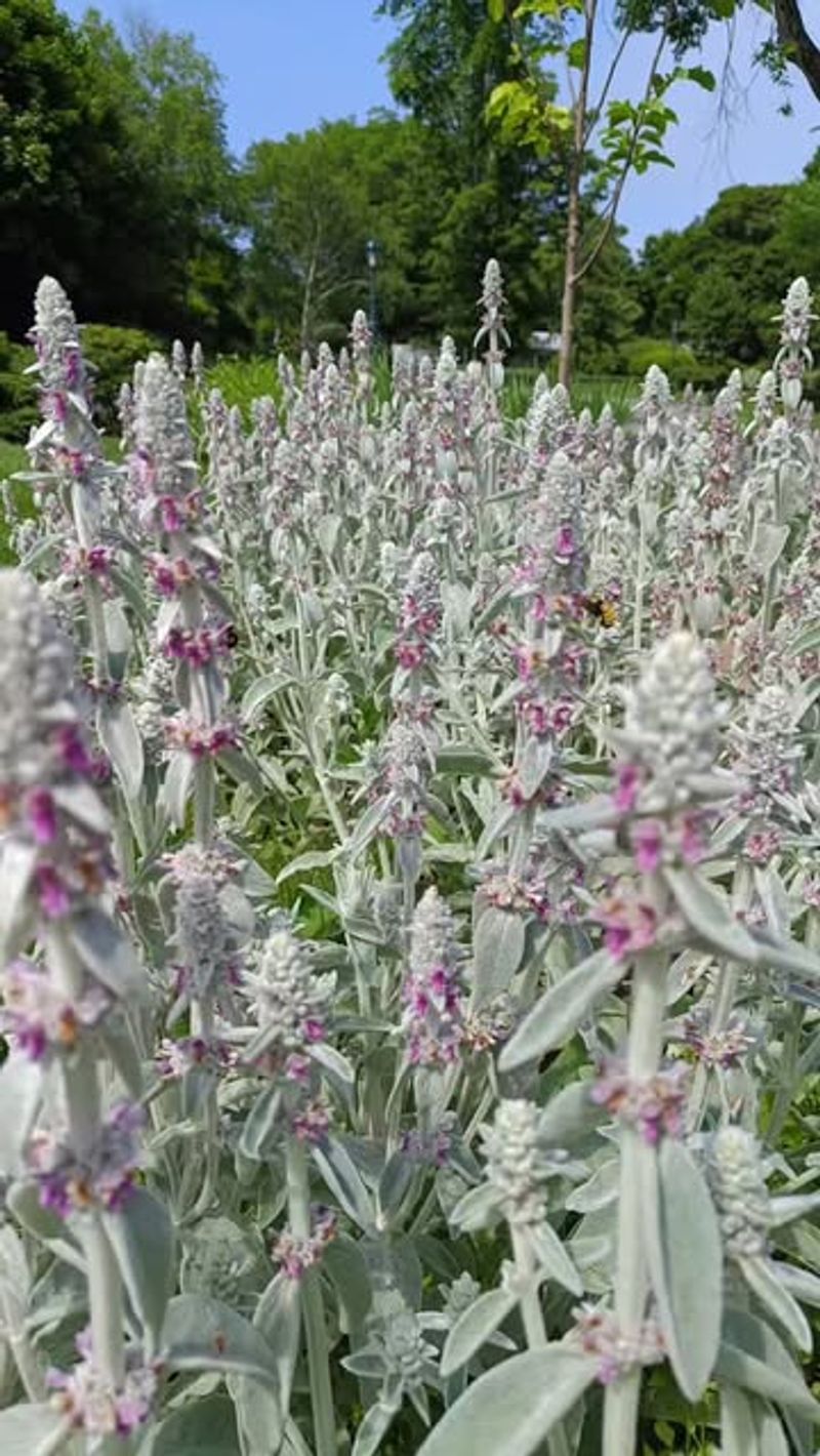 Lamb's Ear