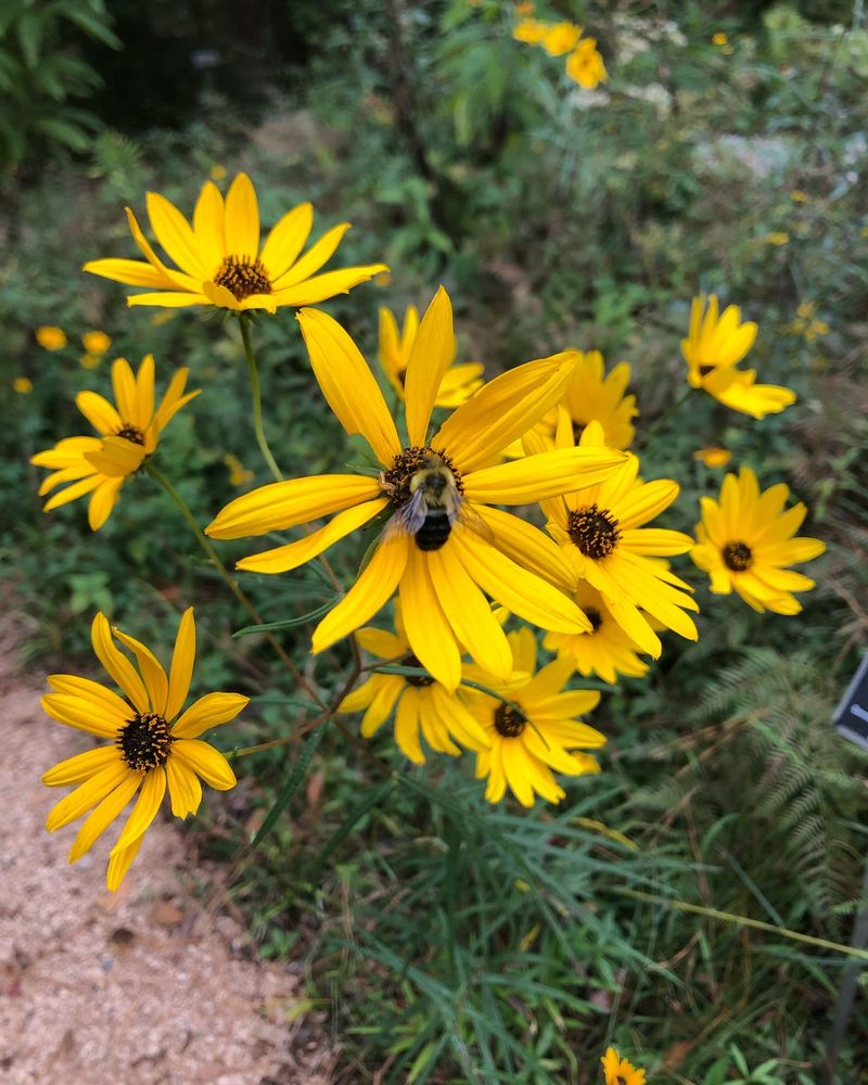 Sunflower (Helianthus)