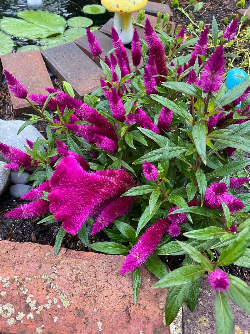 Celosia