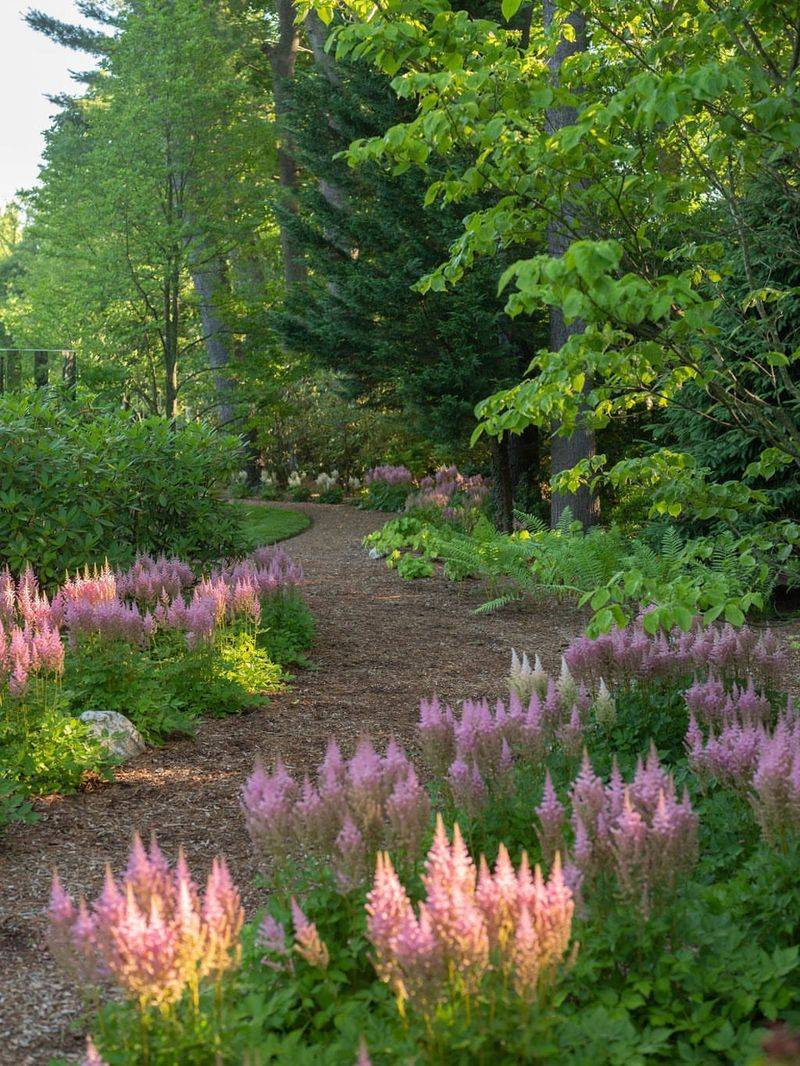 Astilbe