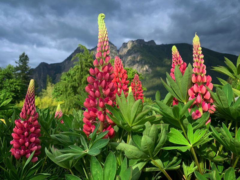 Lupine (Lupinus)