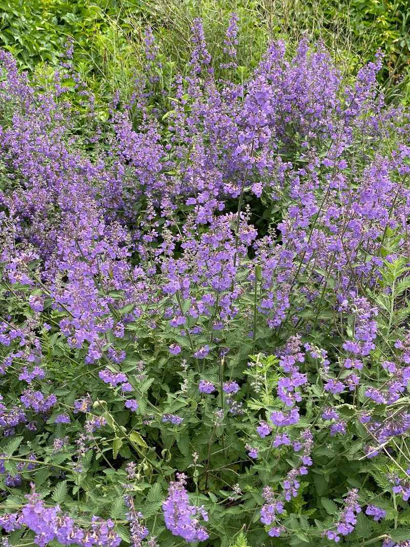 Catmint – The Carefree Bloomer