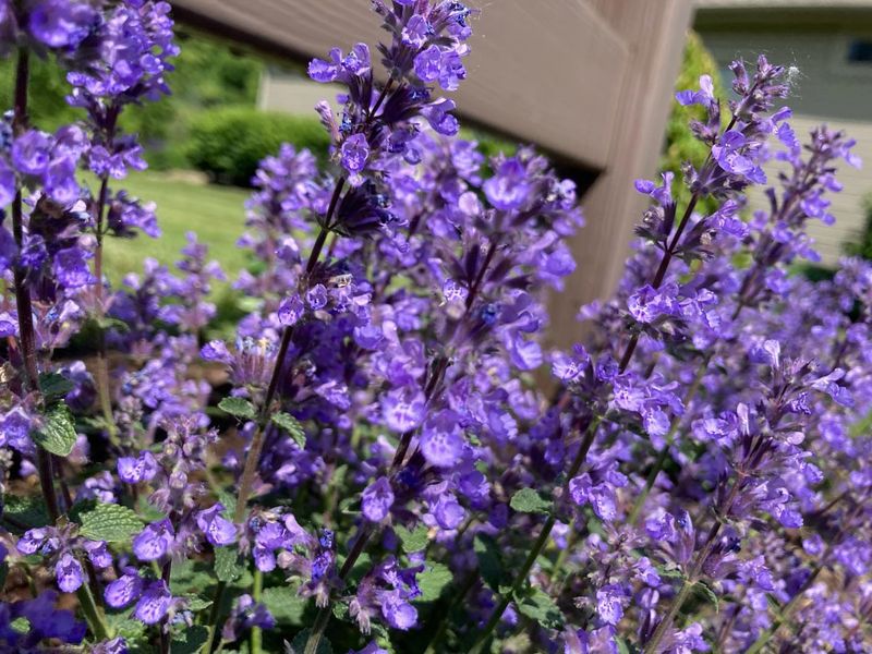 Catmint: The Cat's Meow