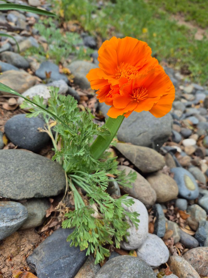 California Poppies: Golden Drought Warriors