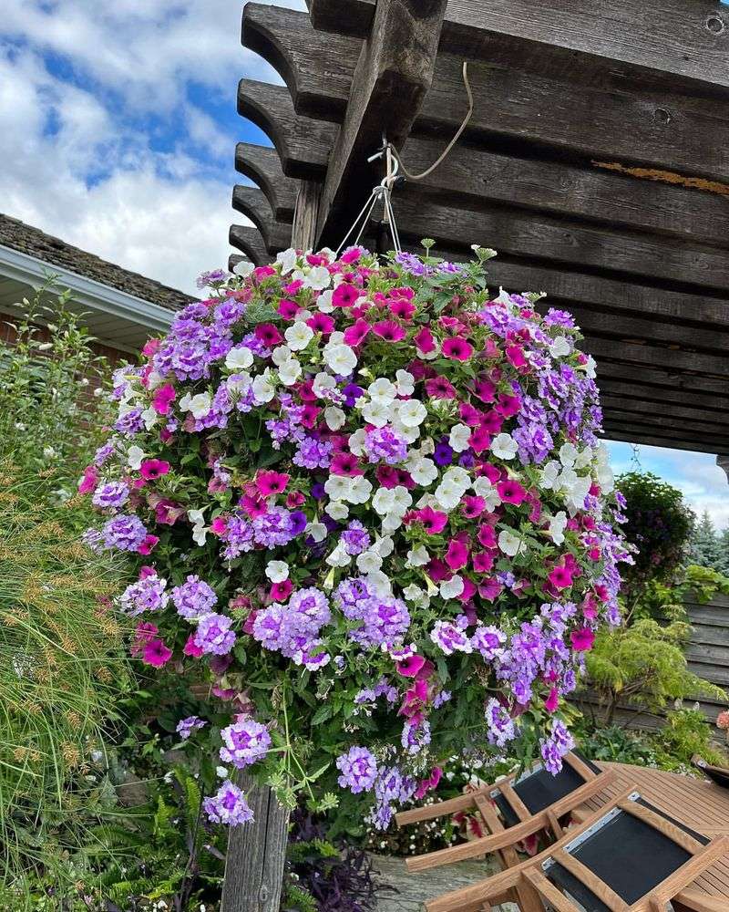 Petunias: Cascading Color