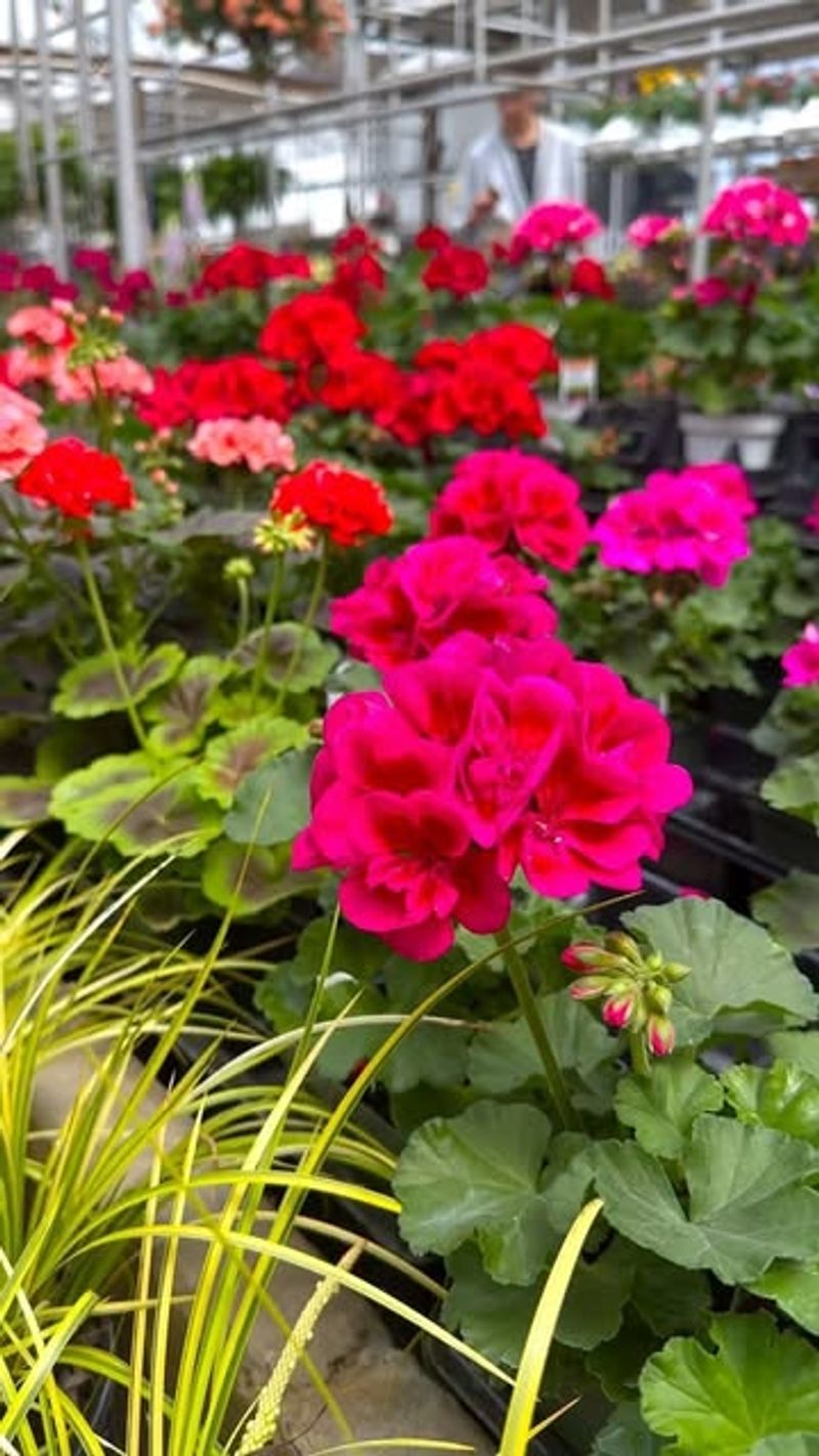 Geraniums
