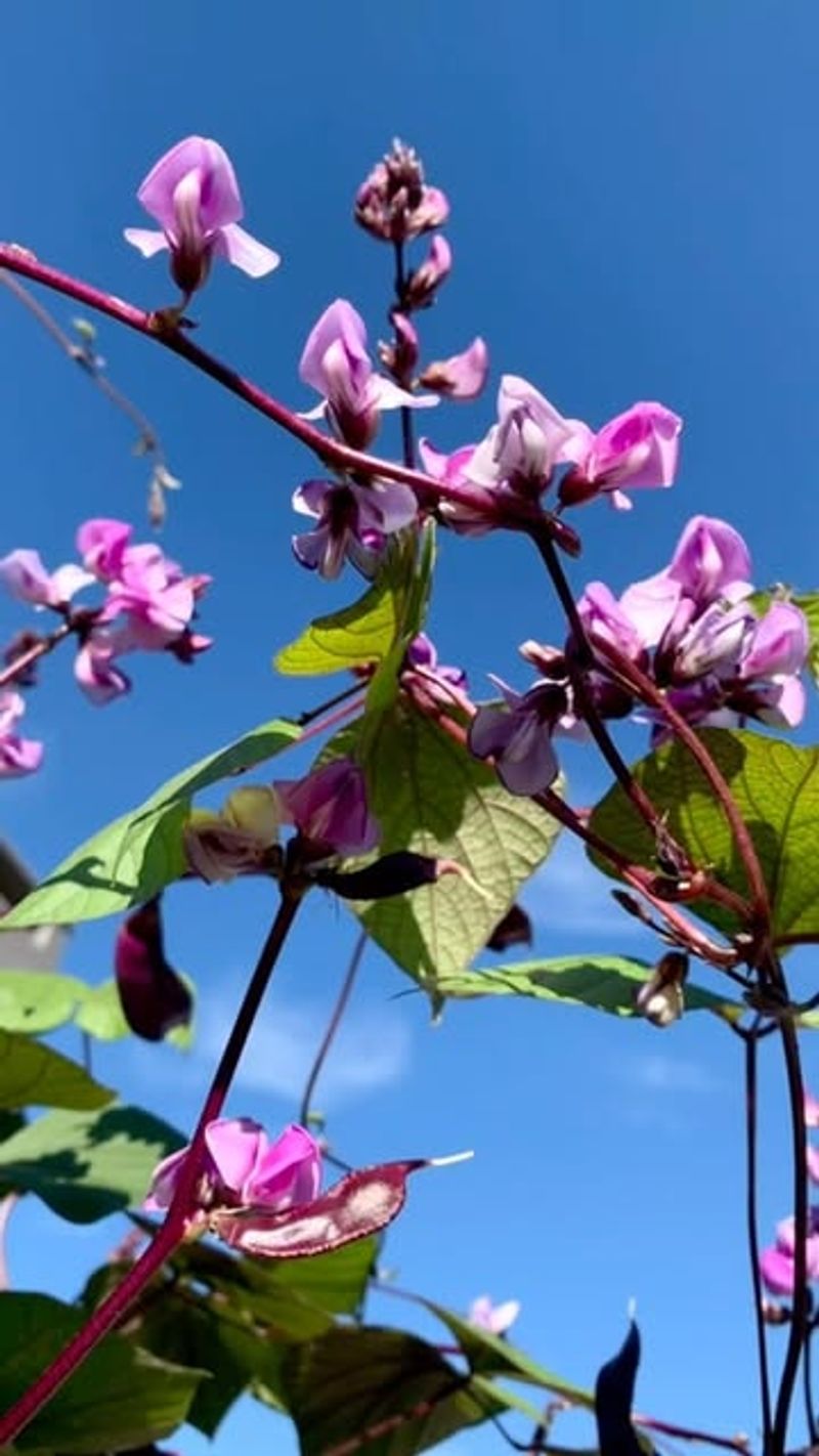 Hyacinth Bean