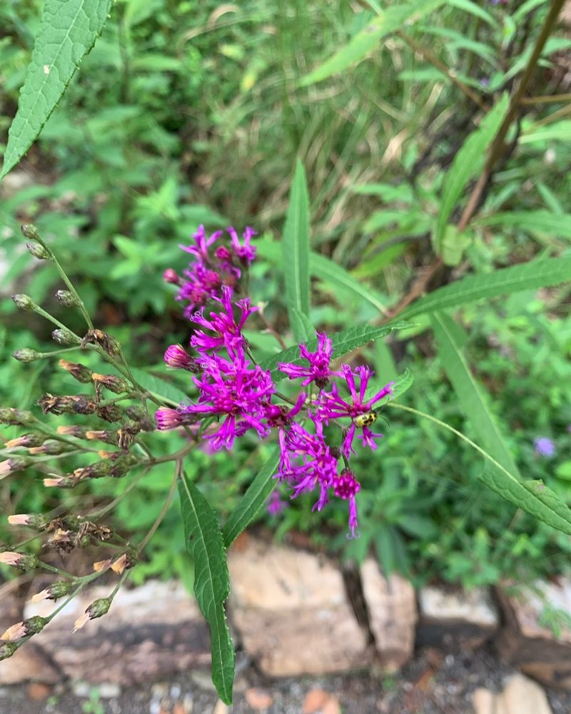 Giant Ironweed