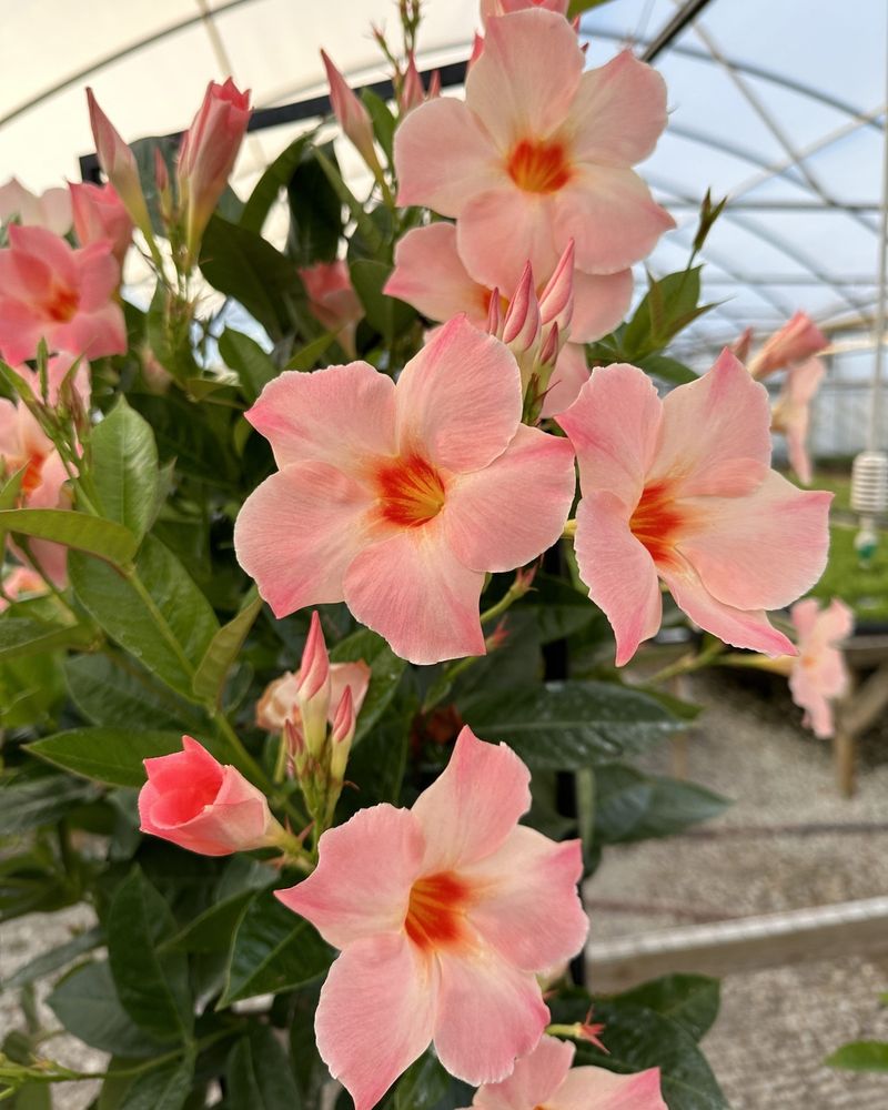 Maximize Blooming Potential