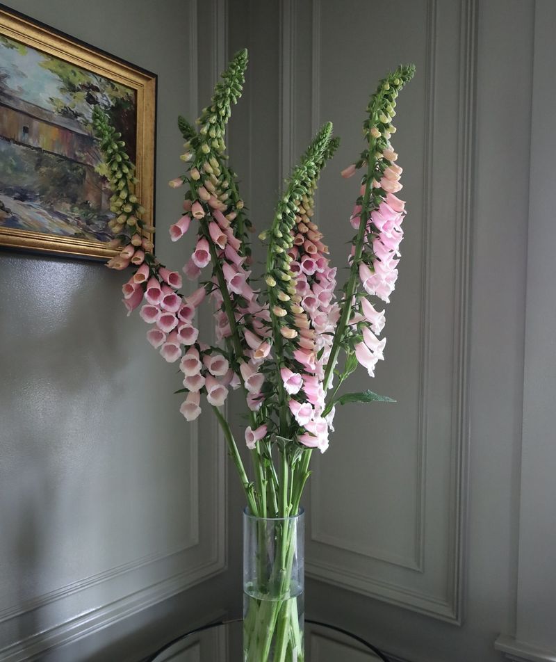 Harvest For Cut Flowers