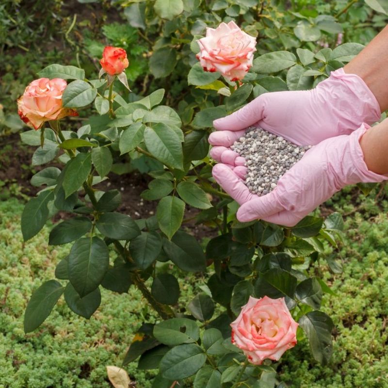 Maintain Proper Fertilization