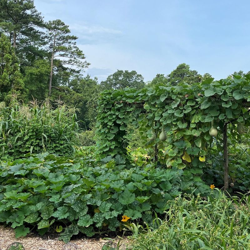 Honor Garden History