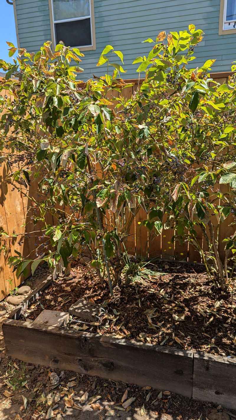 Newly Planted Shrubs