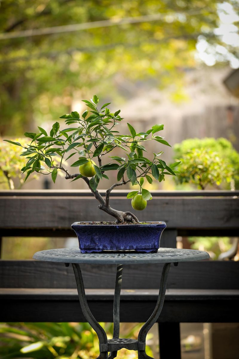 Practice Leaf Reduction Techniques