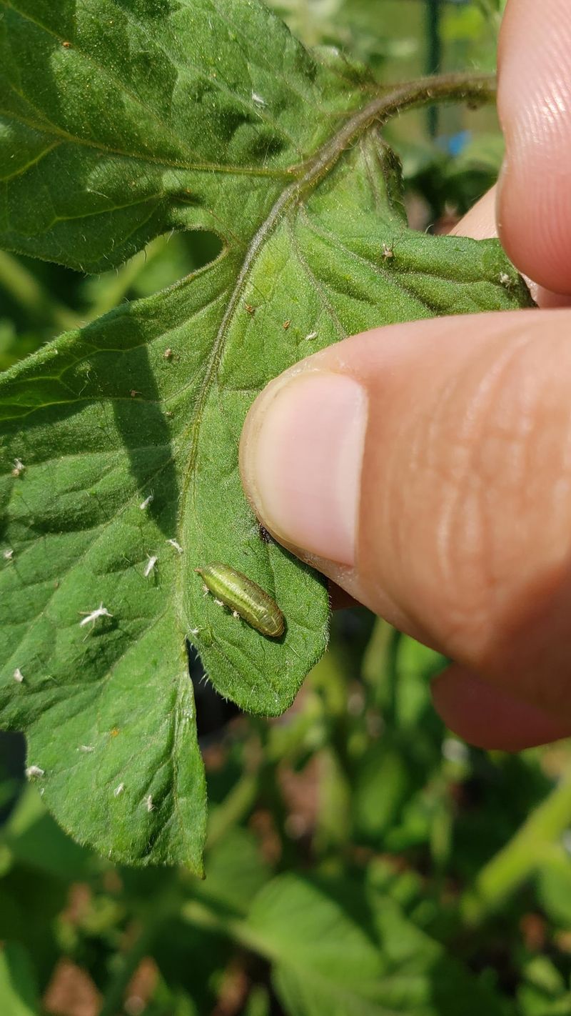 Analyze Pest Patterns