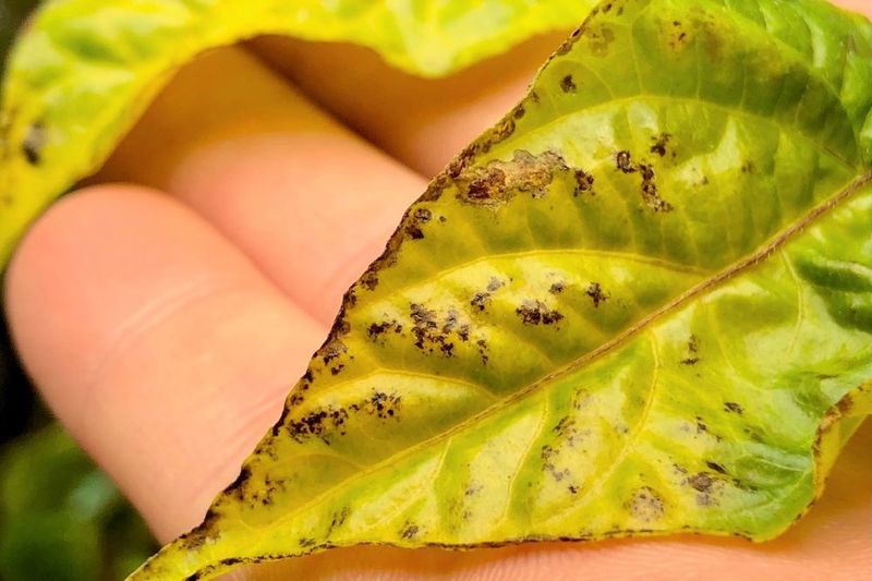 Recognize Disease Early