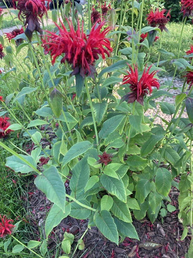 Manage Pests Naturally