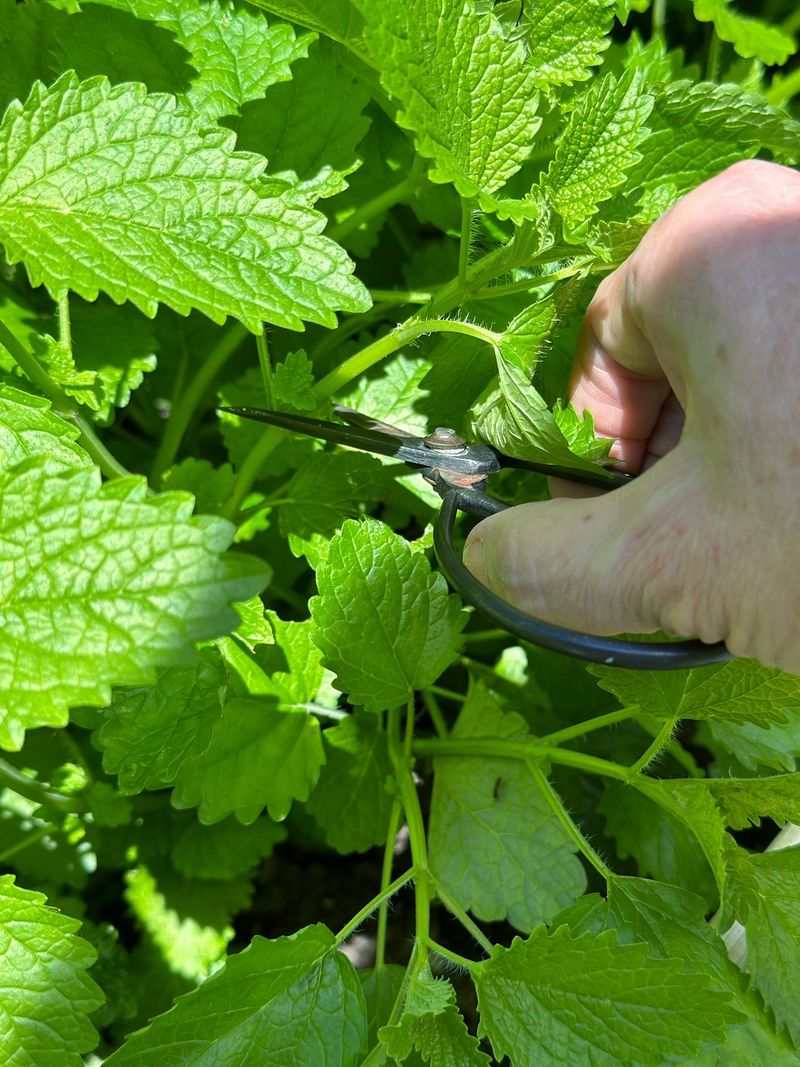 Harvest Strategically For Fuller Growth