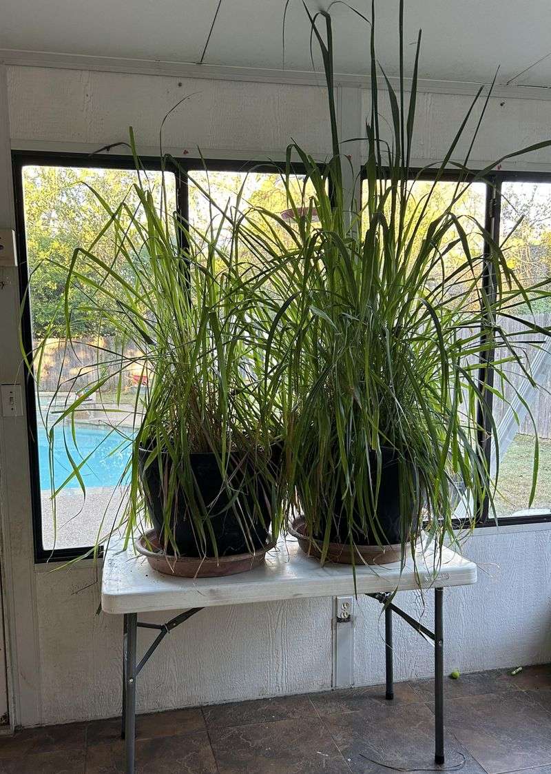 Winter Indoor Transition