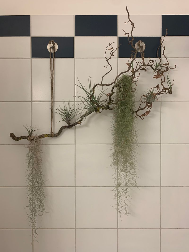 Shower Buddies