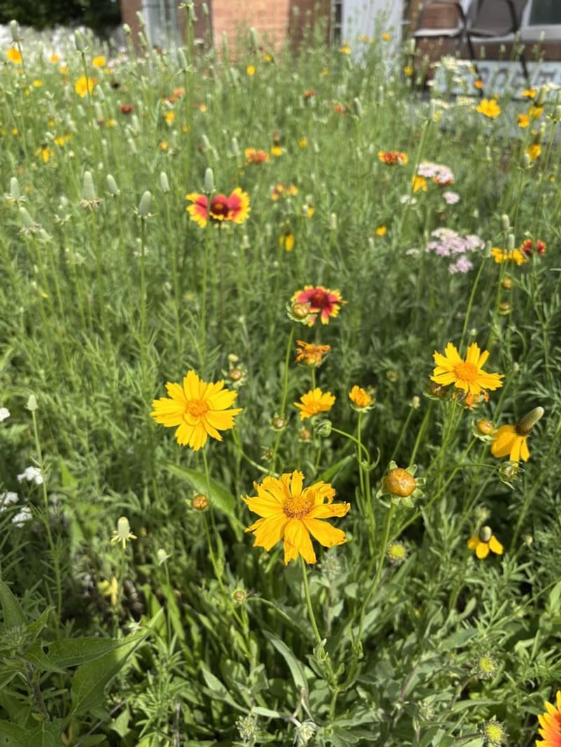 Design A Meadow-Inspired Border With Coreopsis And Yarrow