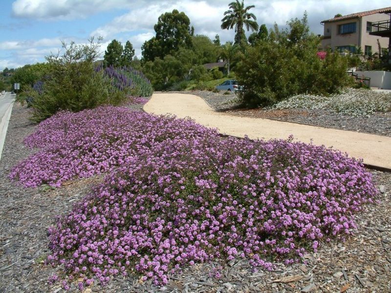 Trailing Lantana