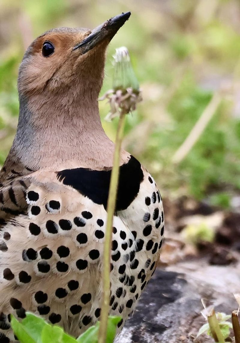Northern Flickers Devour Garden-Damaging Ants