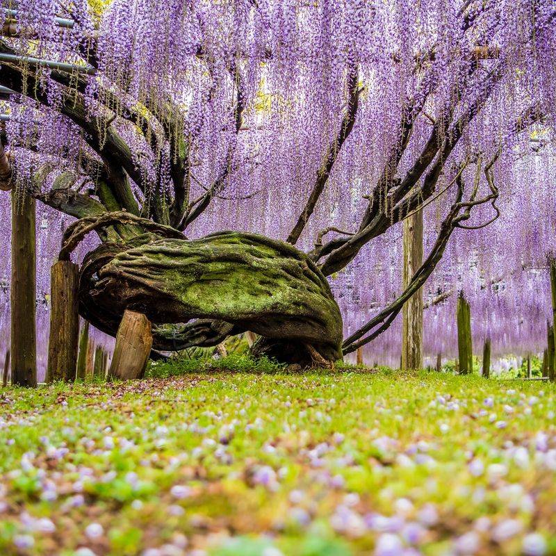 Wisteria Trees