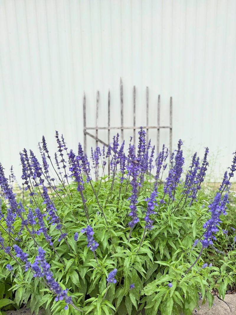 Mealy Blue Sage