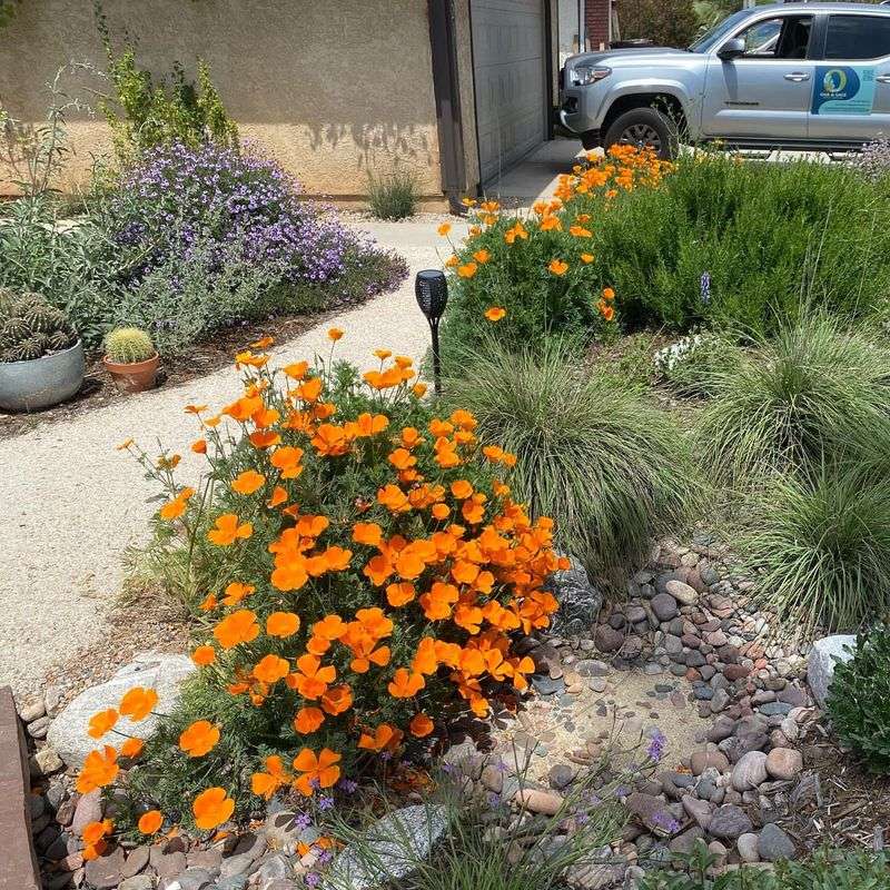 Blue Fescue Grass with Orange California Poppies